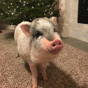 Meet your Posher, Mollyann